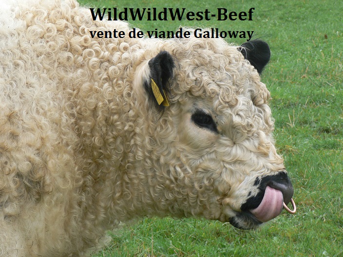 Galloway Wildwildwest Beki